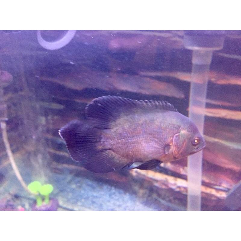 Oscar Fish 4 inches long