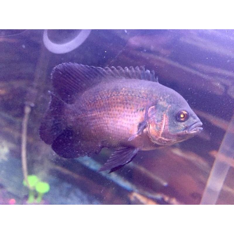 Oscar Fish 4 inches long