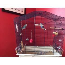 2 budgies and cage