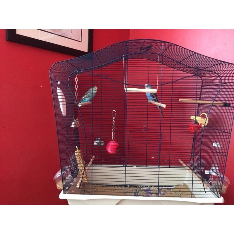 2 budgies and cage