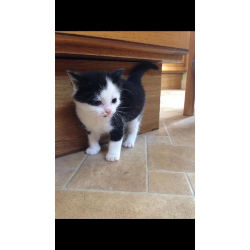 FOR SALE Black & White female kittens