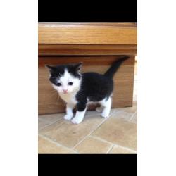 FOR SALE Black & White female kittens