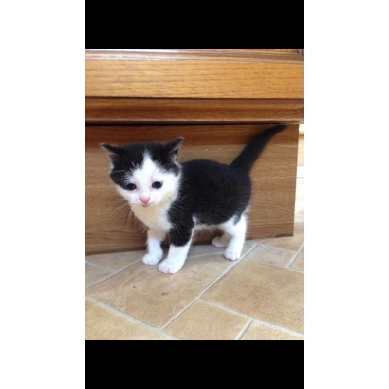 FOR SALE Black & White female kittens