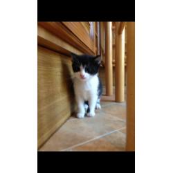FOR SALE Black & White female kittens