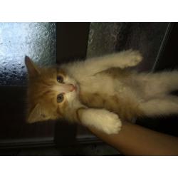 Ginger and white kittens for sale