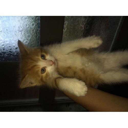 Ginger and white kittens for sale