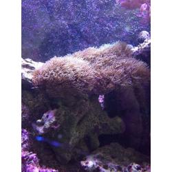 Star polyp coral (marine)