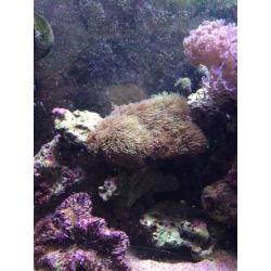 Star polyp coral (marine)
