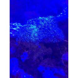 Star polyp coral (marine)