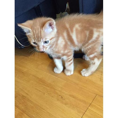 Beautiful kitten for sale