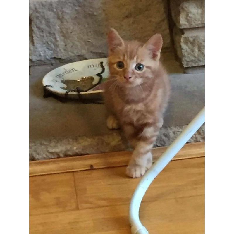 Beautiful kitten for sale
