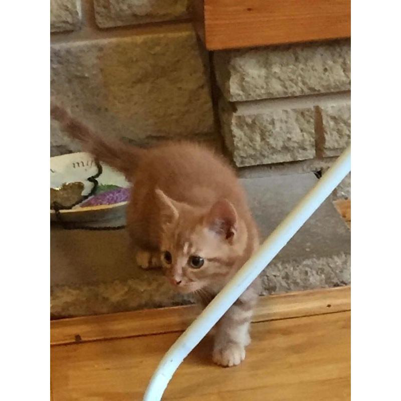 Beautiful kitten for sale