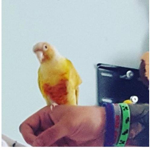 Pineapple conure for sale