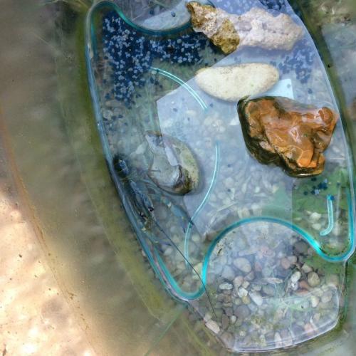 Blue Lobster