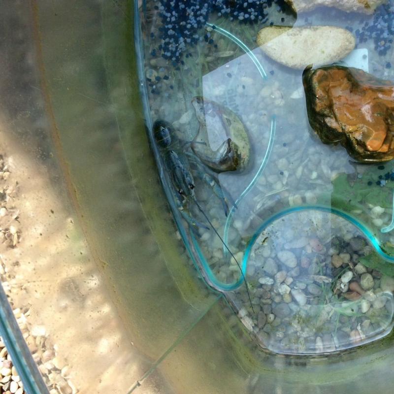 Blue Lobster