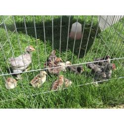 Pekin bantam chicks