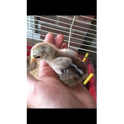 Pekin bantam chicks