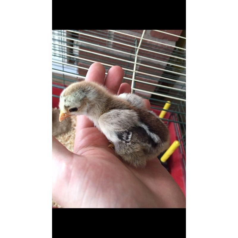 Pekin bantam chicks