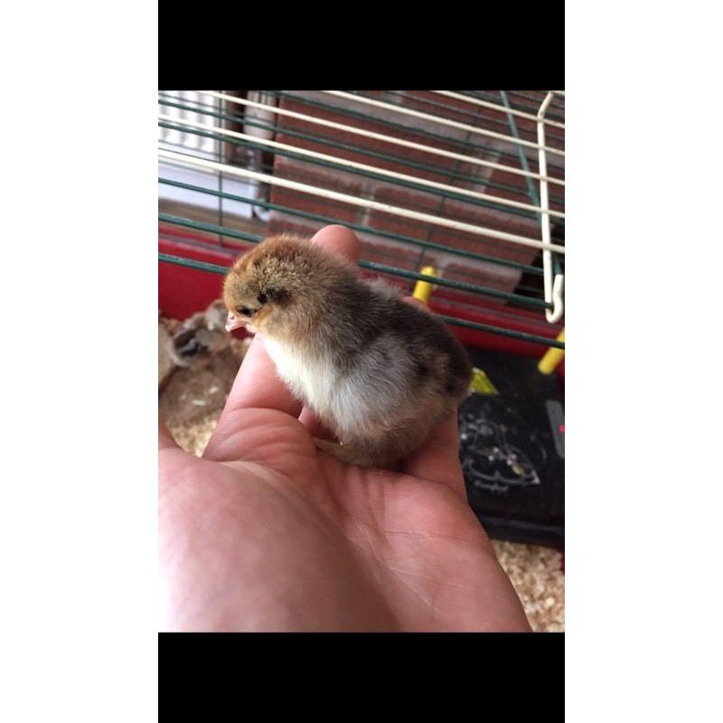Pekin bantam chicks