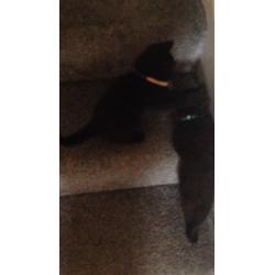 Two 10 week old kittens for sale both boys