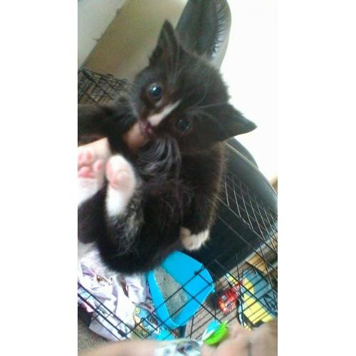Black /white kittens male and female ready 4 weeks time wormed deflead and litter trained