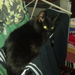 9 month old Long Haired Black Female Kitten in need of good home.