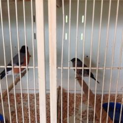 Siberian Bullfinch for sale