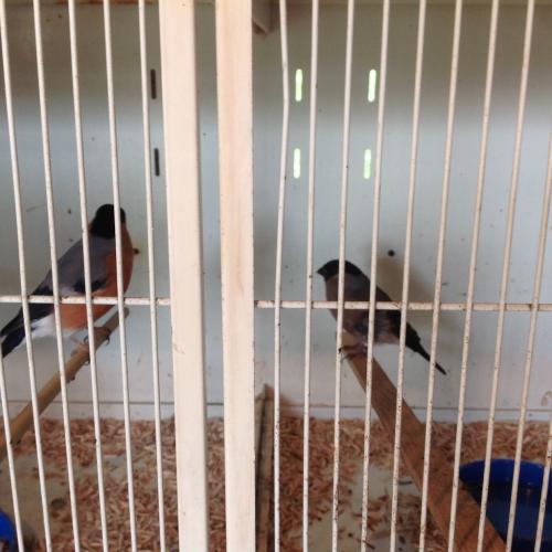 Siberian Bullfinch for sale