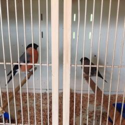 Siberian Bullfinch for sale