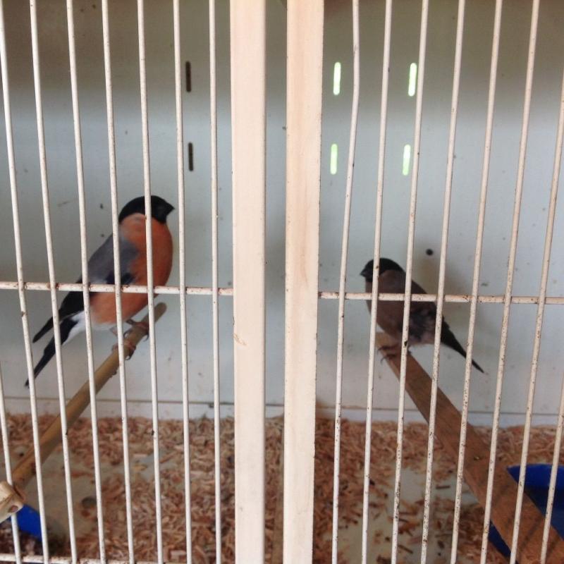 Siberian Bullfinch for sale