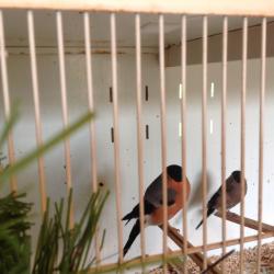 Siberian Bullfinch for sale