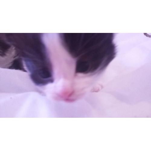 3 gorgeous black and white kittens