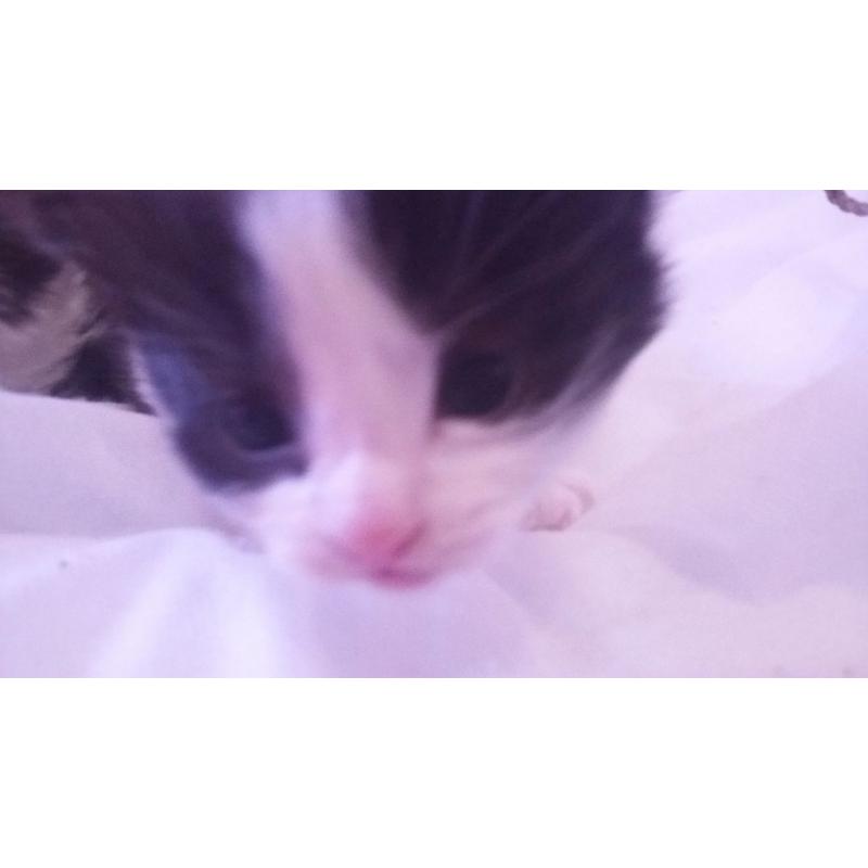 3 gorgeous black and white kittens
