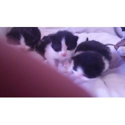 3 gorgeous black and white kittens