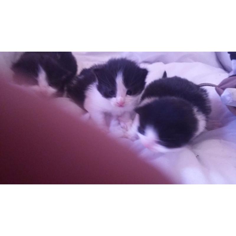 3 gorgeous black and white kittens