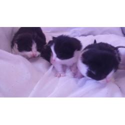 3 gorgeous black and white kittens