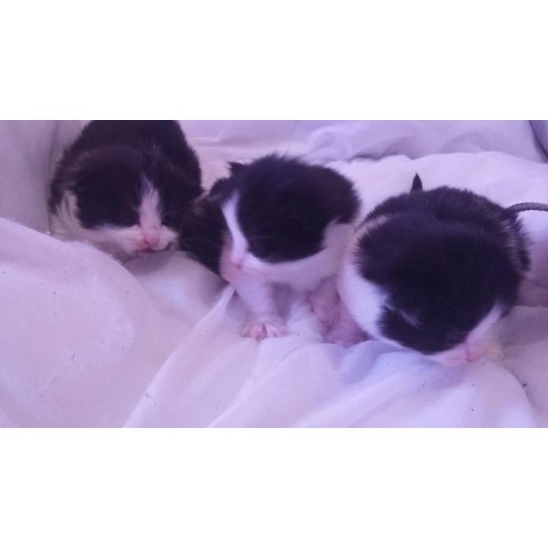 3 gorgeous black and white kittens