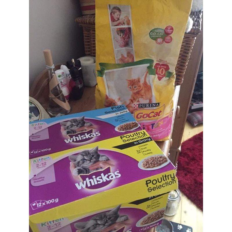 Kitten food
