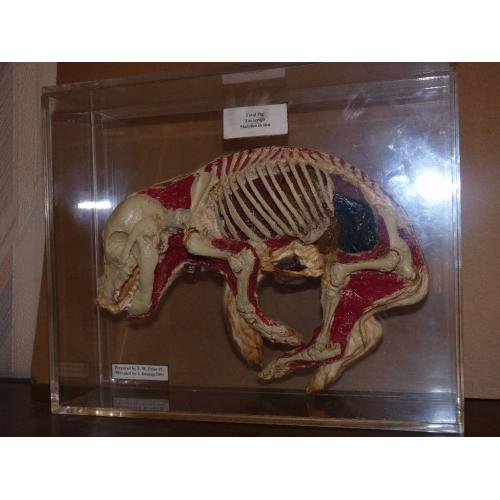 Preserved Scientific Specimens.