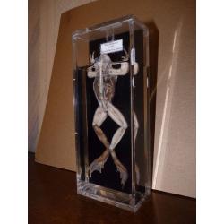 Preserved Scientific Specimens.