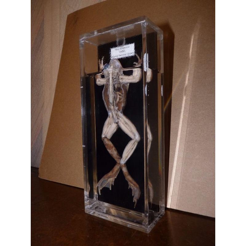 Preserved Scientific Specimens.
