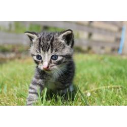 Kitten For Sale