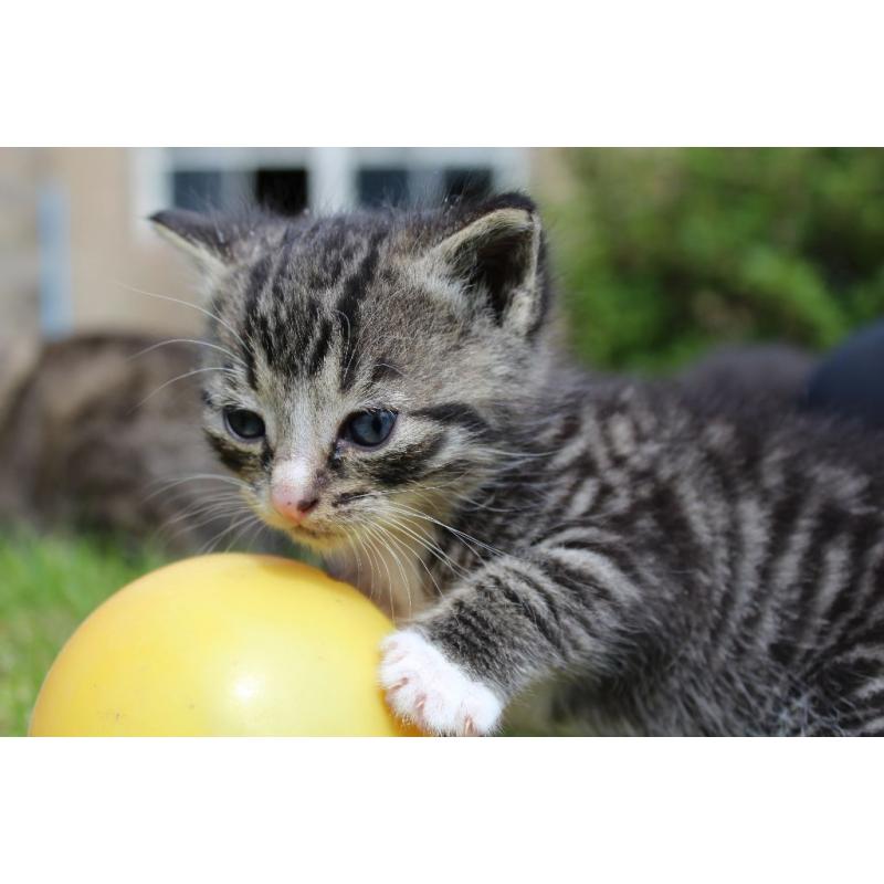Kitten For Sale