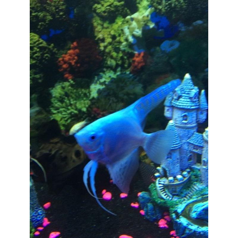 Angel fish