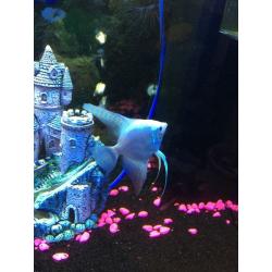 Angel fish