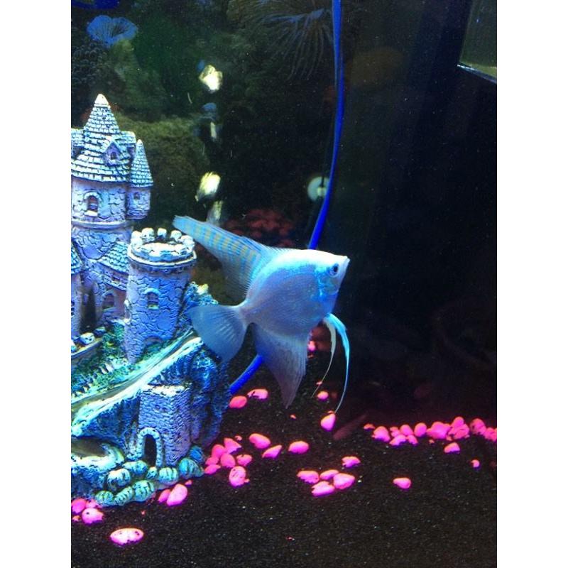 Angel fish