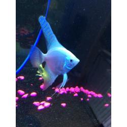 Angel fish