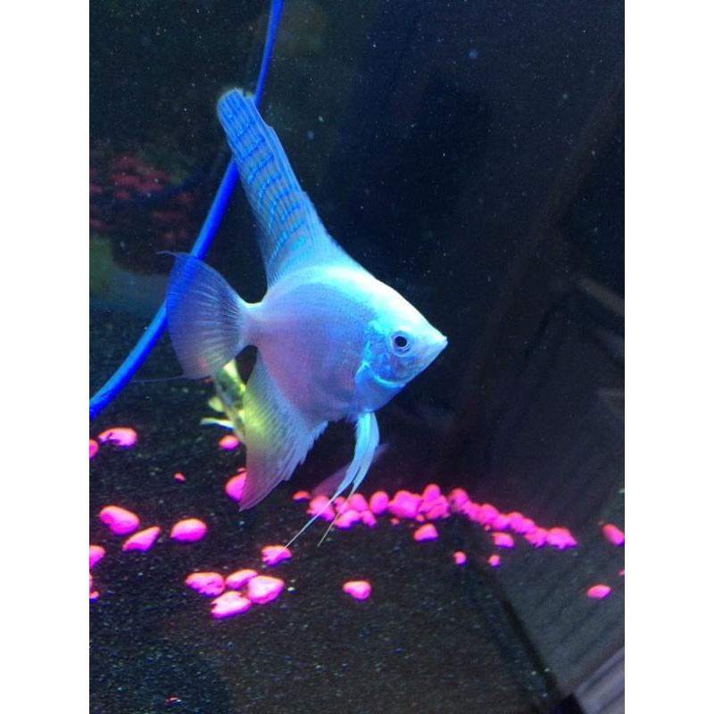 Angel fish