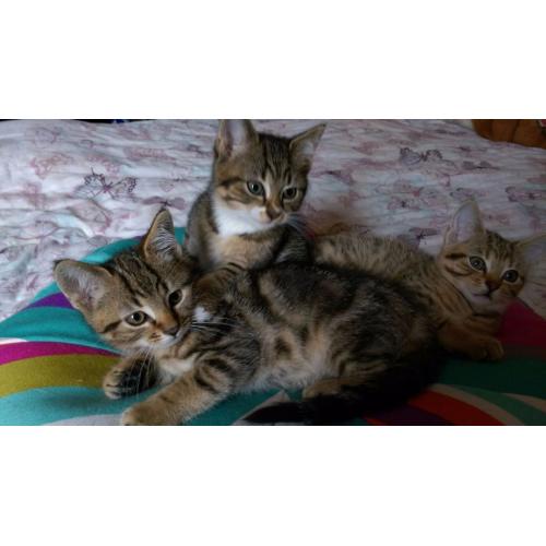 Cross bengal kittens for sale.