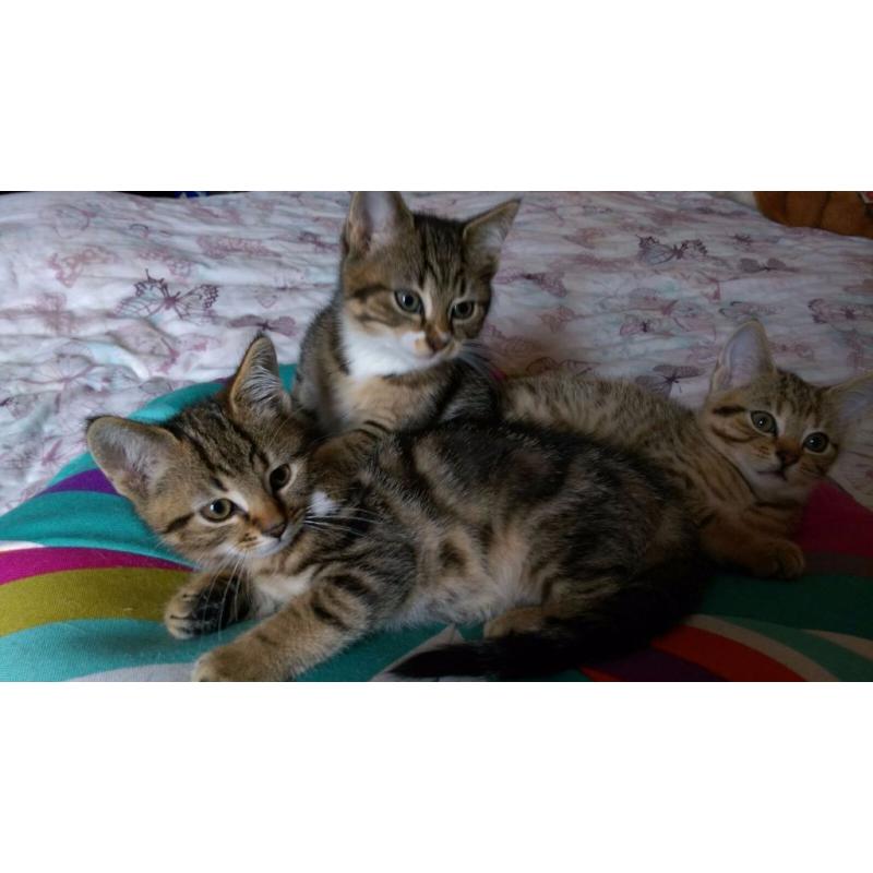 Cross bengal kittens for sale.